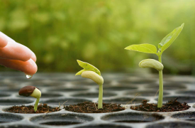 Plant die groeit