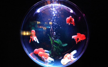 Fishbowl