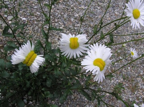 Deformed daisies