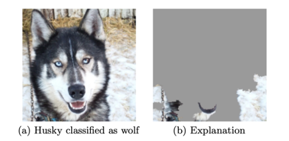 Husky/wolf classification example.
