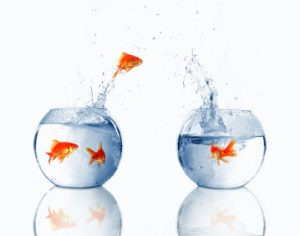 A goldfish jumping from a fishbowl into another one