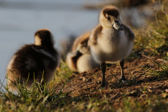 https://pixabay.com/photos/egyptian-goose-duck-goose-chick-5000132/