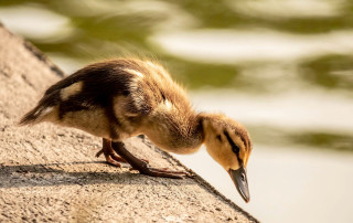 Duckling https://pixabay.com/photos/duckling-nature-pen-feather-cute-9660597/